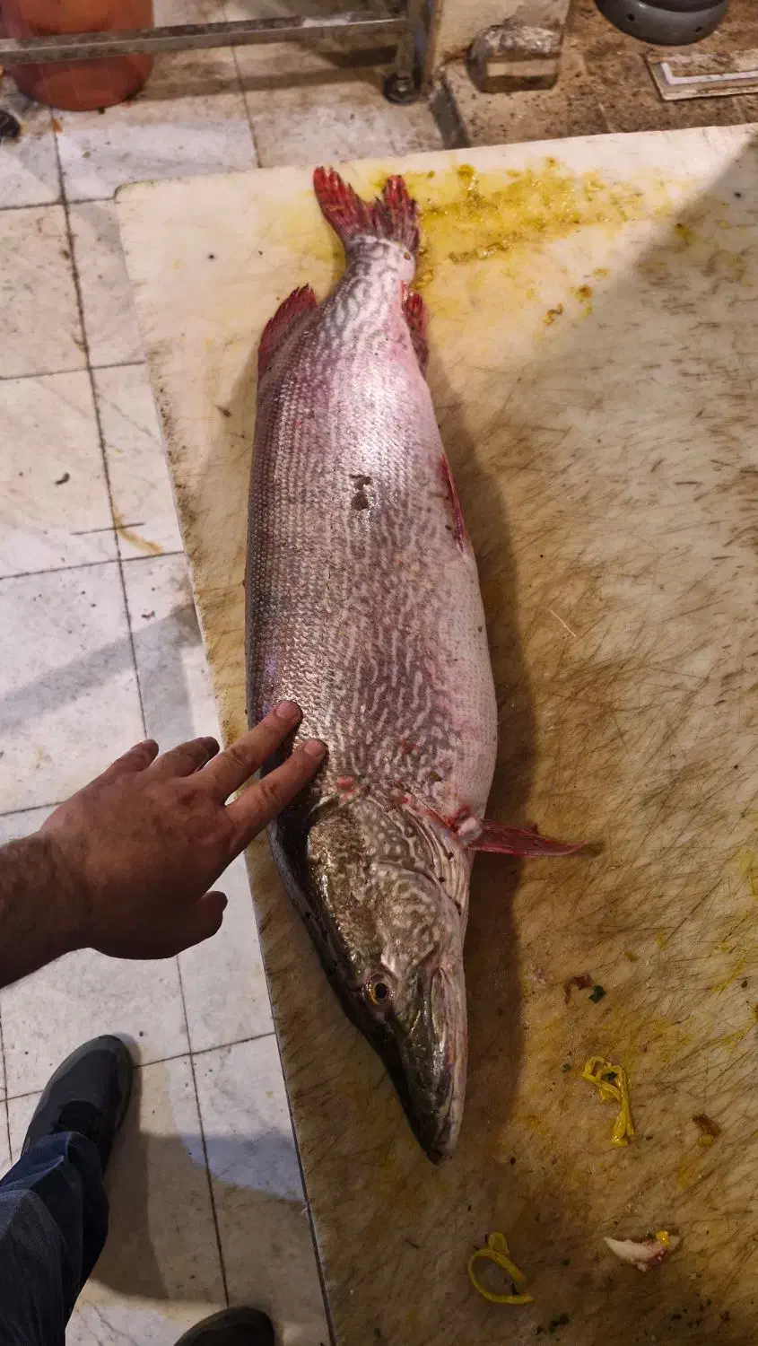 اردکماهی|ماهی|آسارا, |دیوار