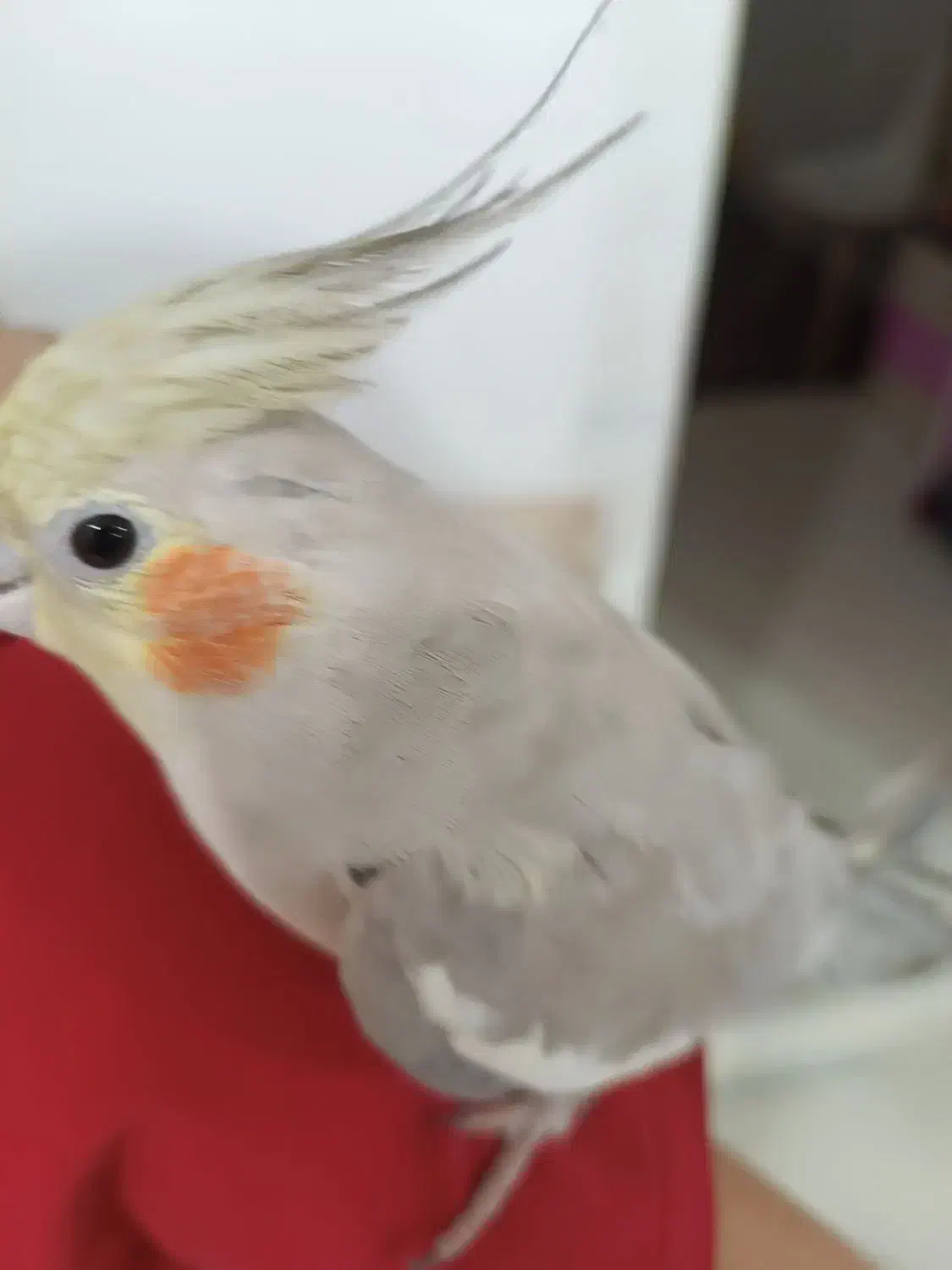 عروس هلندی|پرنده|سیرجان, |دیوار