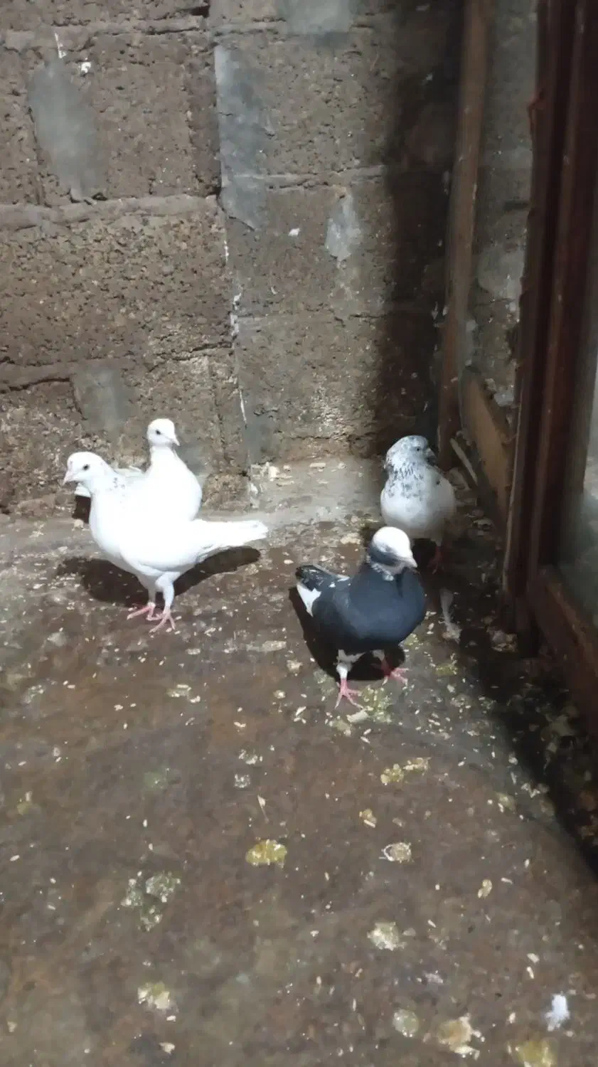 کبوتر یاکفتر|پرنده|رشت, منظریه|دیوار