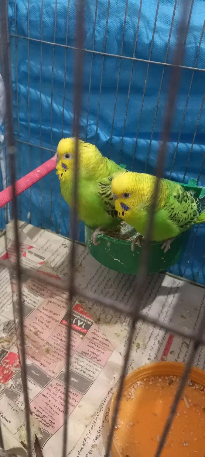 مرغ عشق|پرنده|هشتگرد, هیو|دیوار