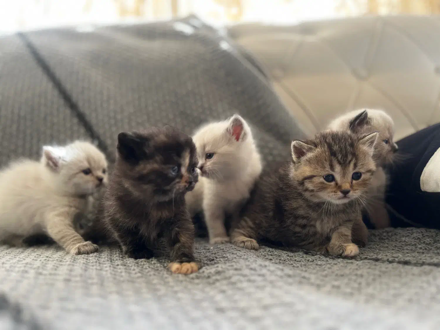 گربه|گربه|شاهینشهر, خبرنگار|دیوار