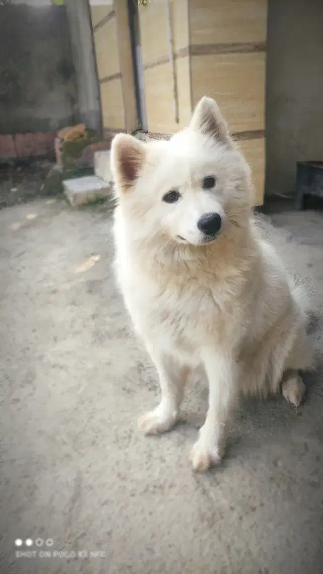 واگذاری سامویید ماده|سگ|زرگرشهر, |دیوار