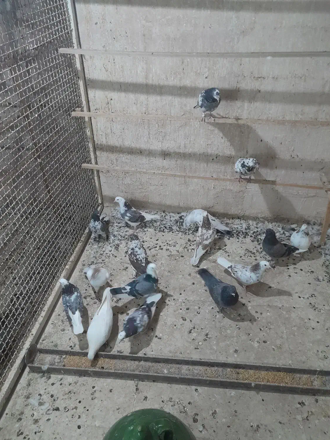 کبوتر تهرانی|پرنده|پاکدشت, حصار امیر|دیوار