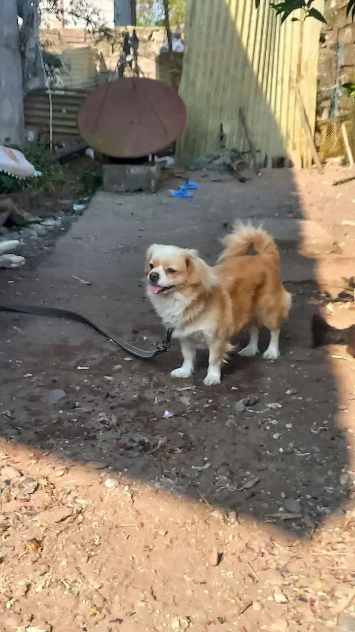 فروش یک جفت سگ پاکوتاه|سگ|کیاشهر, |دیوار