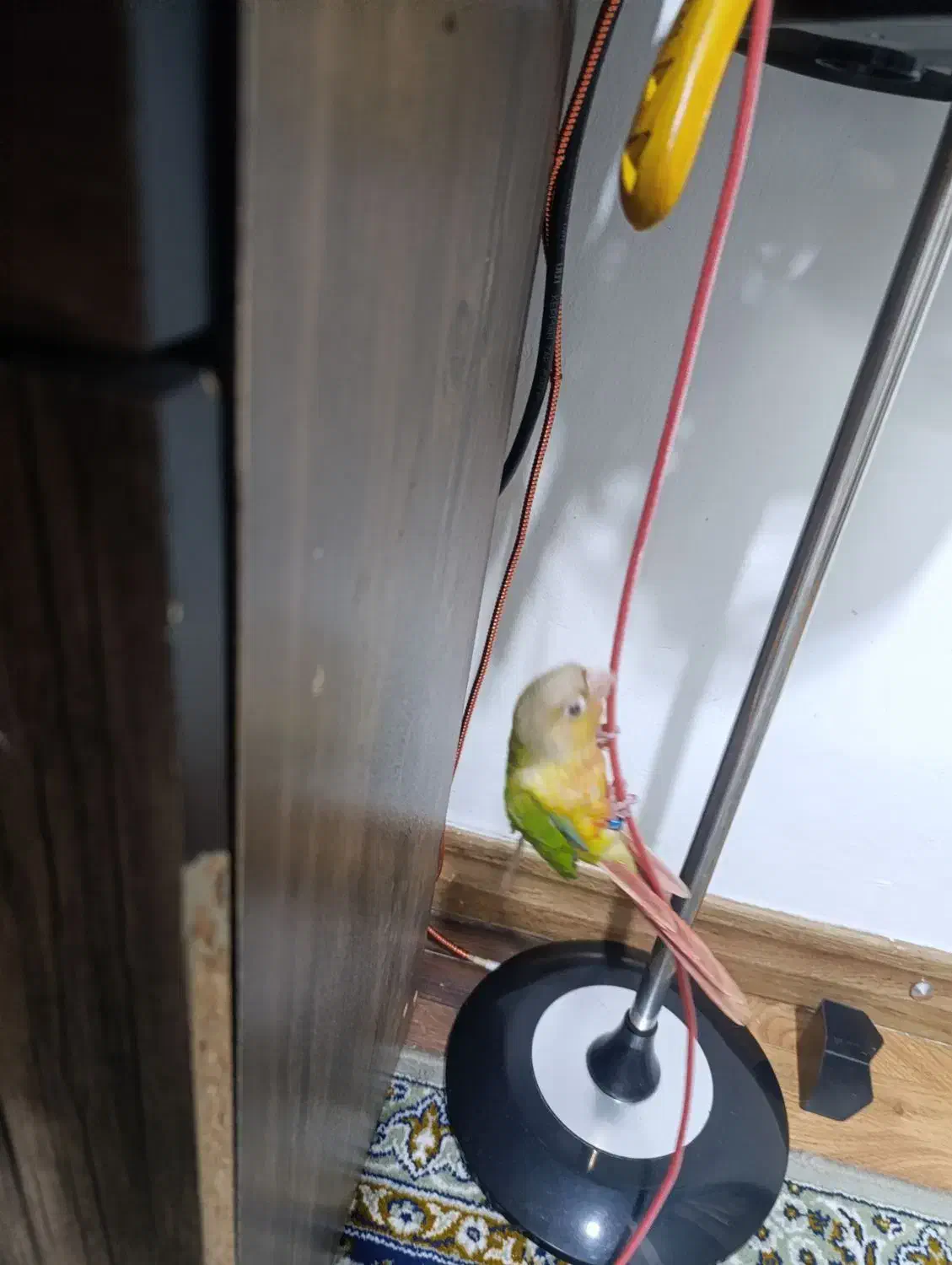 گرینچیک|پرنده|بندر کنگان, |دیوار