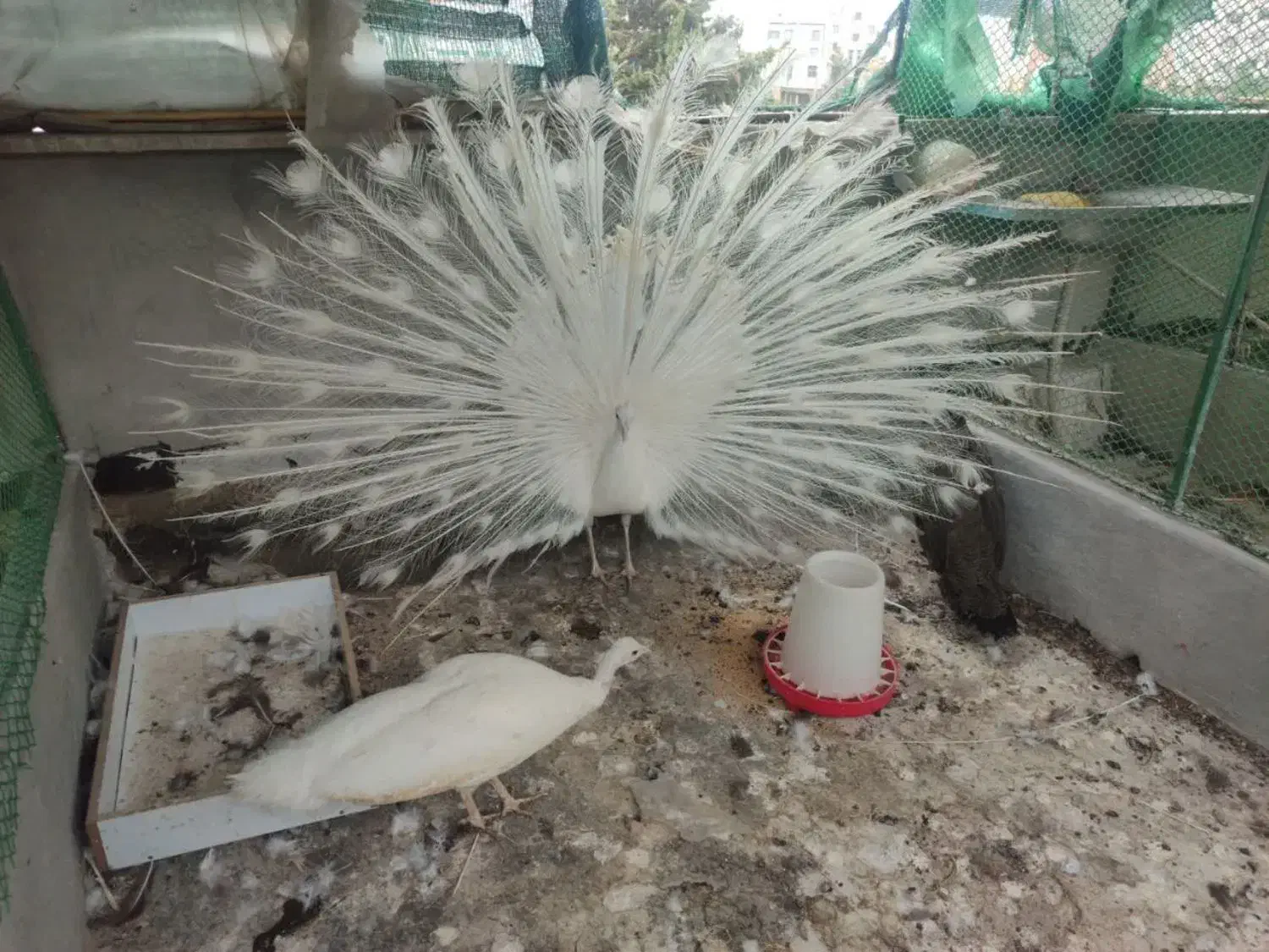 طاووس بالغ و جوجه طاووس هندی و سفید|پرنده|تهران, ترمینال جنوب|دیوار