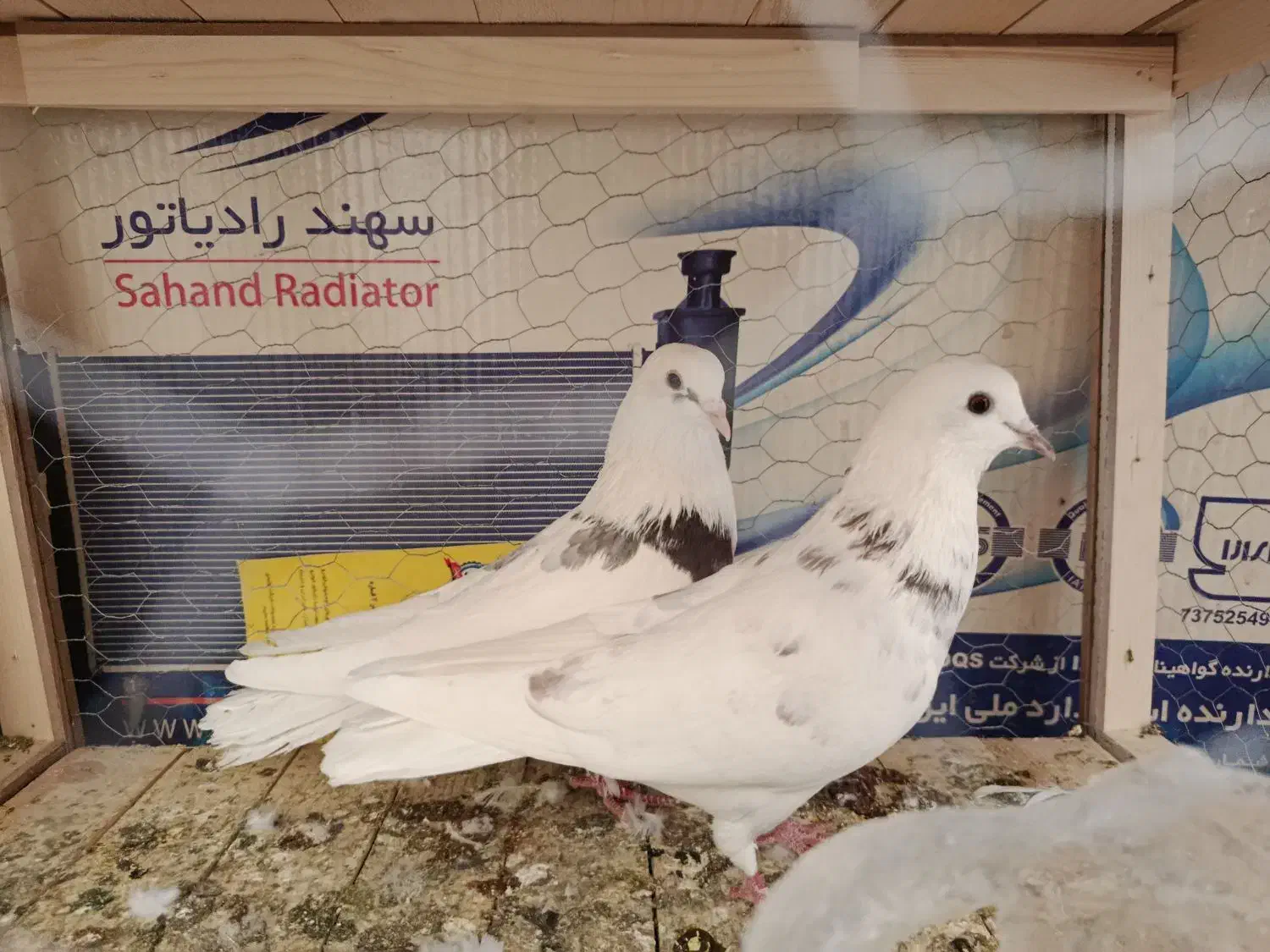 کفتر پرشی|پرنده|شاهین‌شهر, حاجی آباد|دیوار