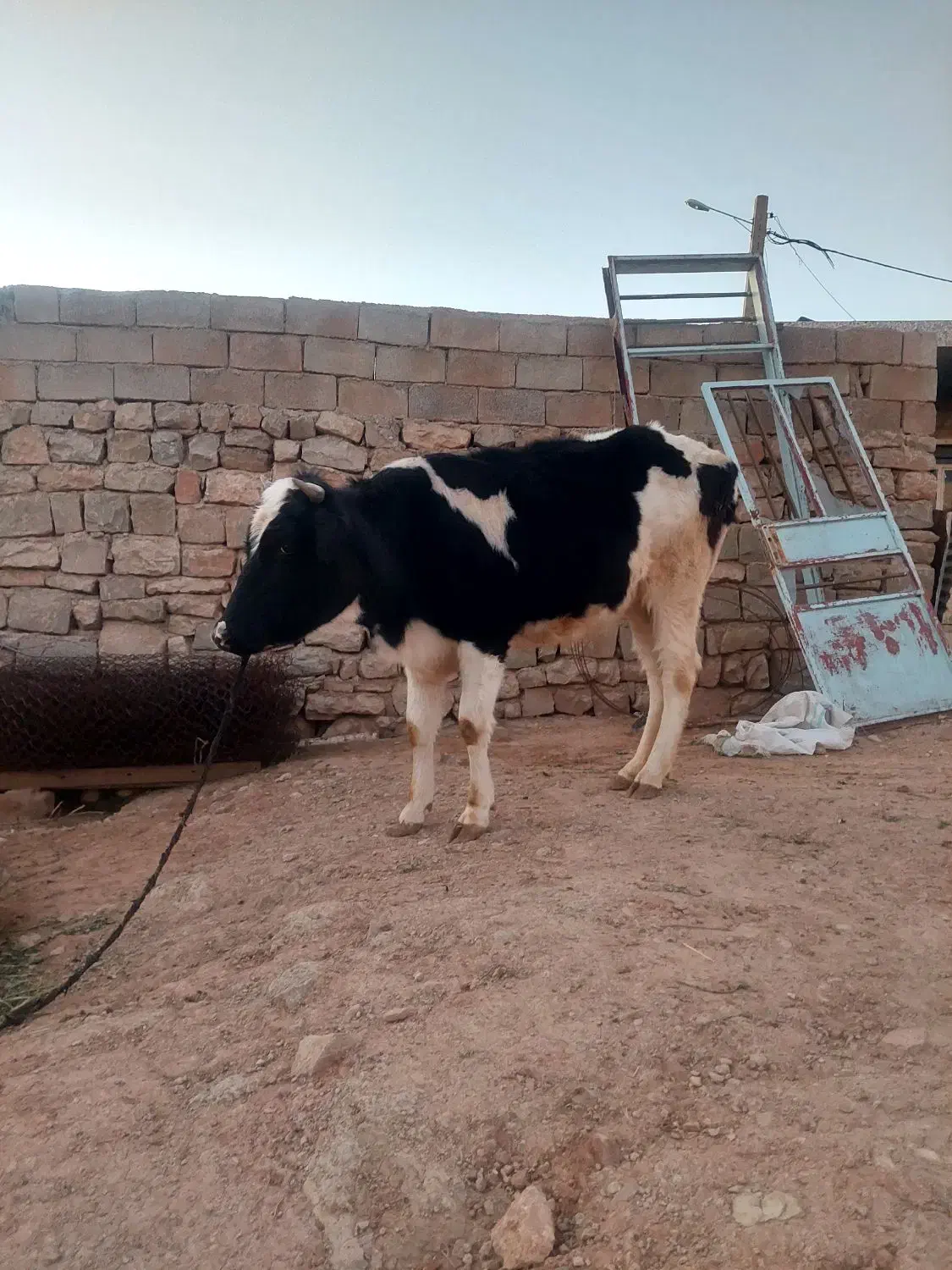 گاو آبستن|حیوانات مزرعه|مسجد سلیمان, |دیوار