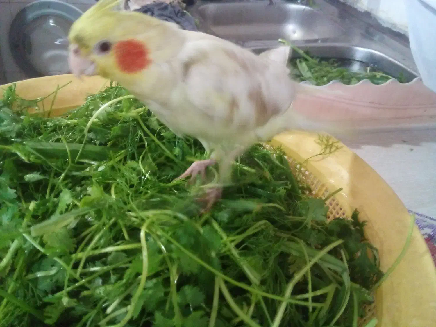 گمشده|پرنده|اسلامشهر, شهرک سالور|دیوار