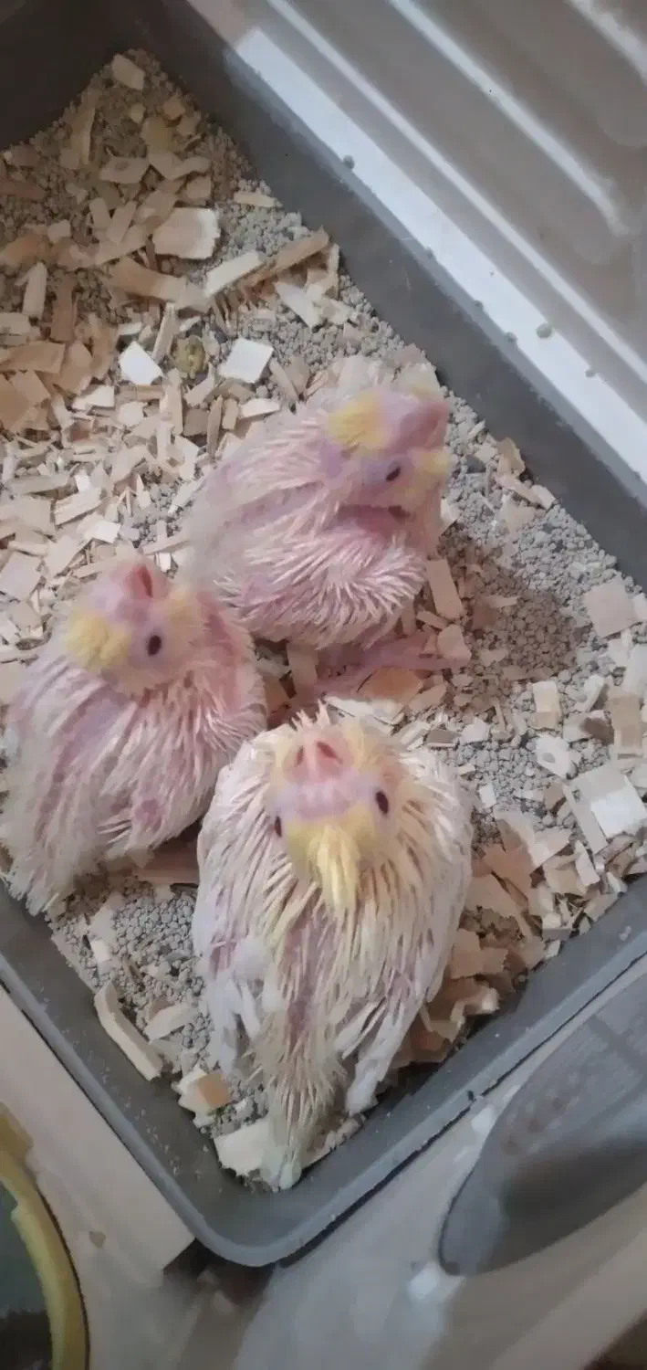 جوجه عروس هلندی|پرنده|ساوه, |دیوار