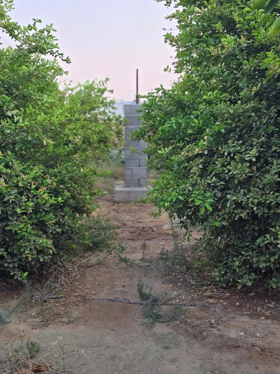 درخت لیمو|خدمات باغبانی و درختکاری|خورموج, |دیوار