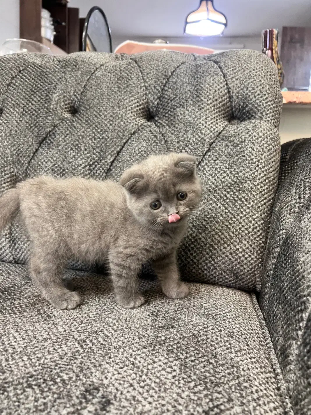 گربه اسکاتیش دبل فولد|گربه|نوشهر, |دیوار