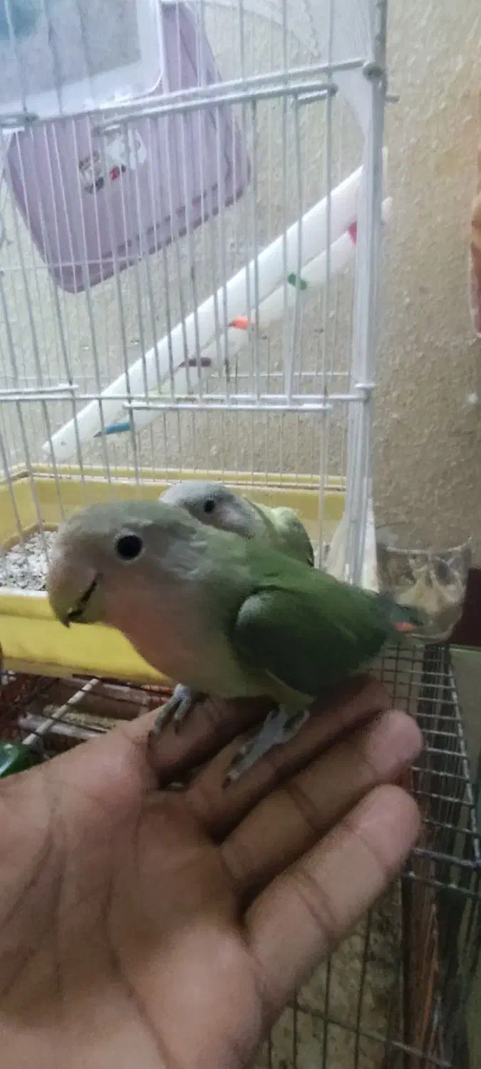 کوتوله|پرنده|میبد, |دیوار