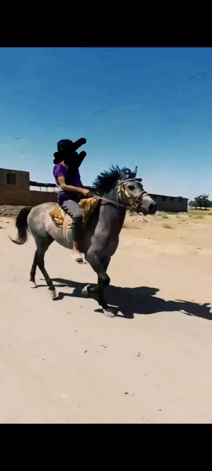 اسب یورقه|اسب و تجهیزات اسب‌سواری|گناباد, |دیوار