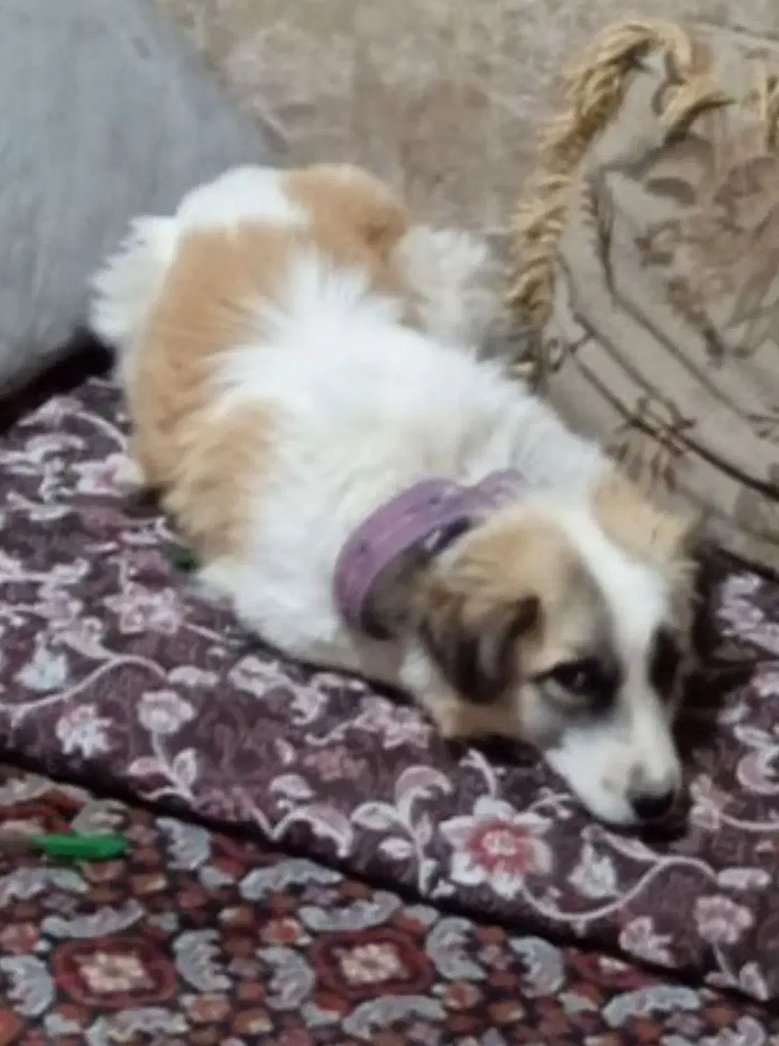 سگ به سرقت برده شده|حیوانات|زرند, |دیوار