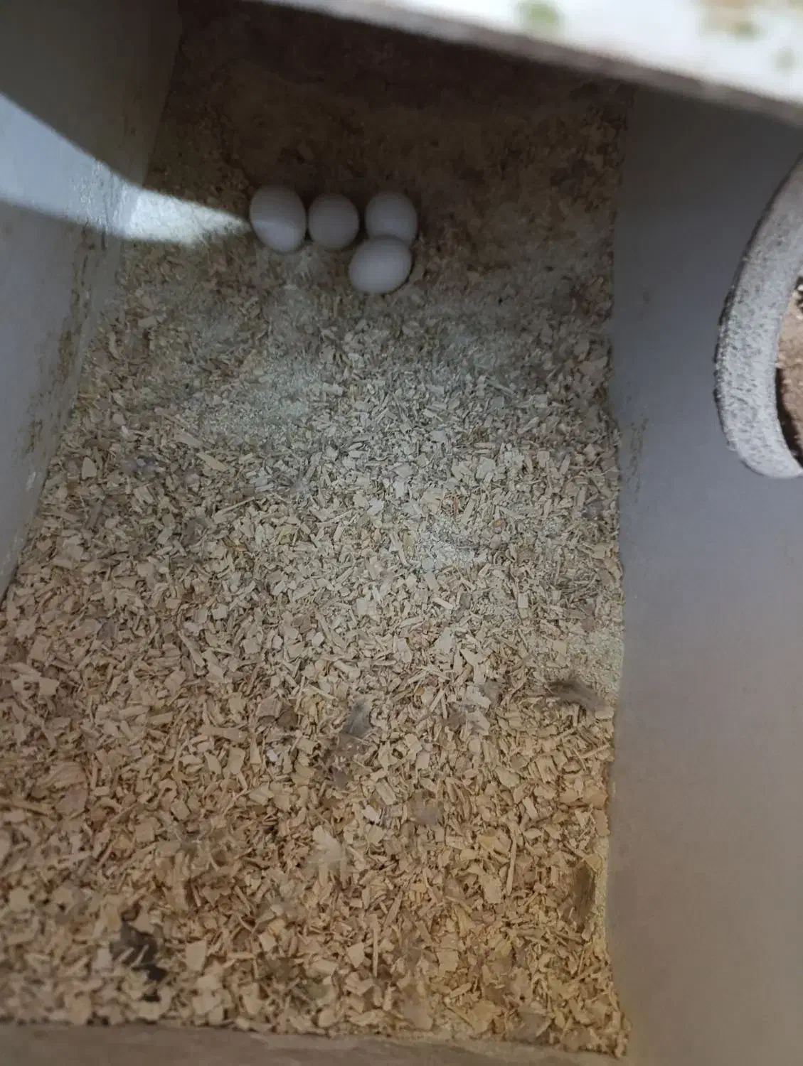 عروس هلندی باتخم|پرنده|نقده, |دیوار