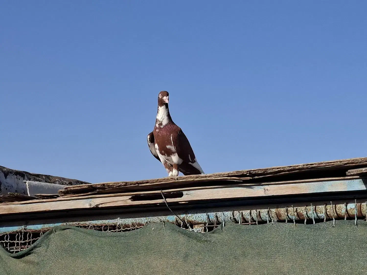دورگ|پرنده|بندر ماهشهر, |دیوار
