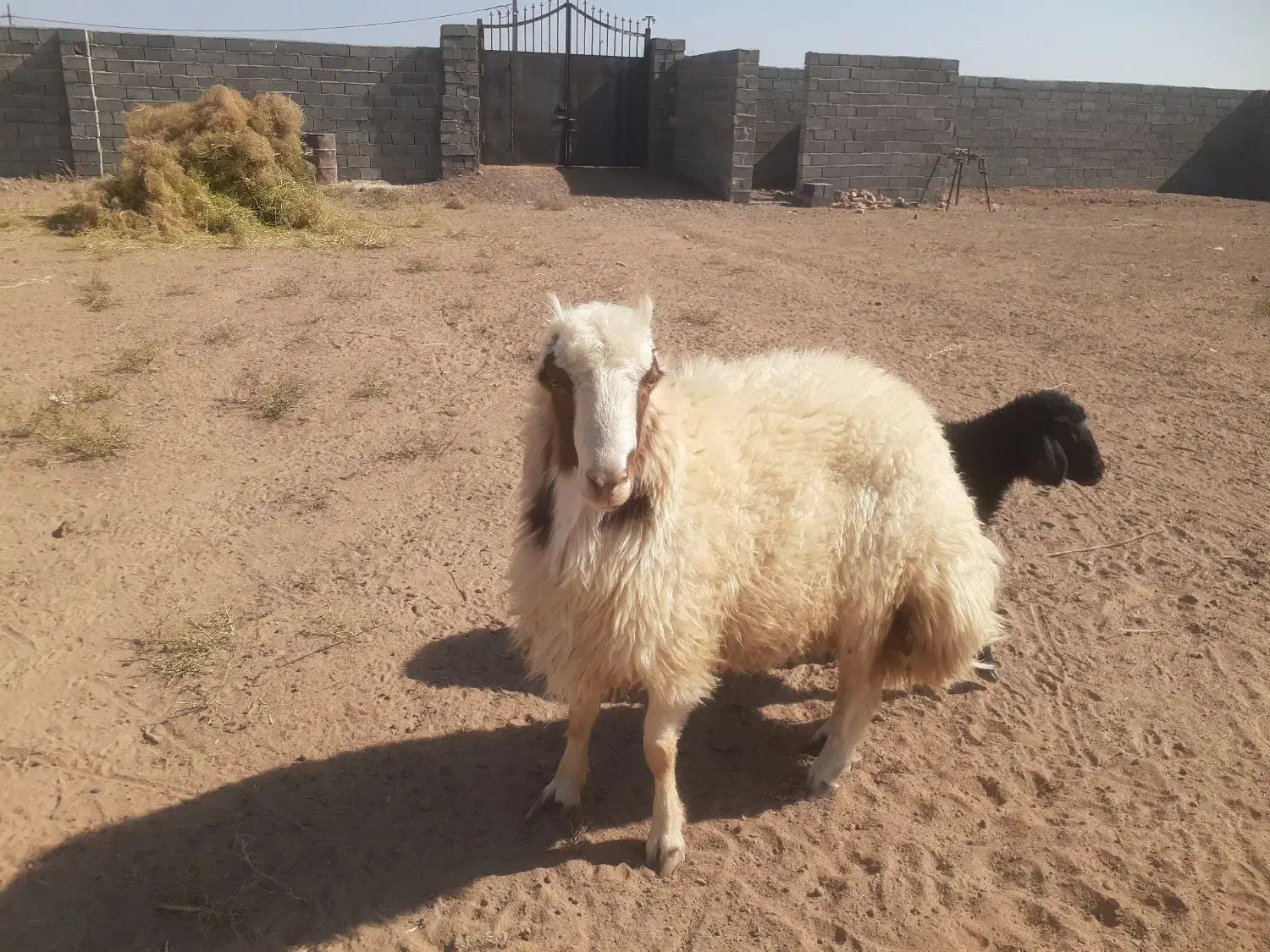 بره قوچی سنجابی|حیوانات مزرعه|بردسکن, |دیوار