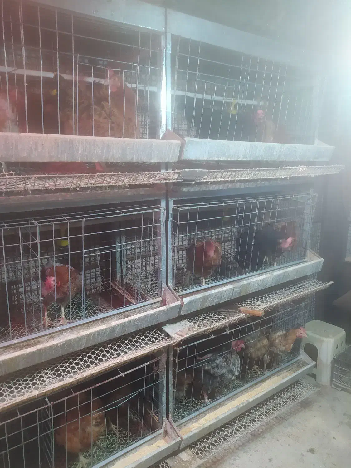 قفس مرغ تخم گذار9تاقفس120/200|لوازم جانبی حیوانات|فرمهین, |دیوار