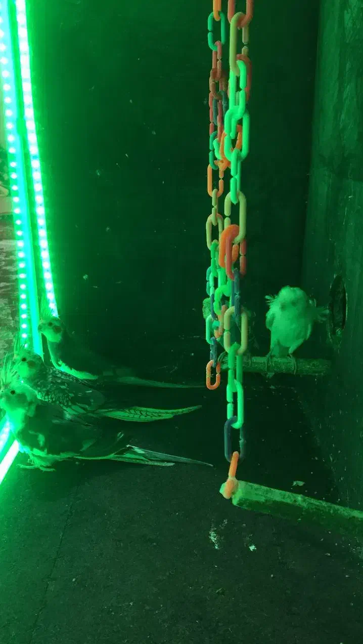 مرغ عشق پروانه ای و رنگین کمانی خاص و عروس هلندی|پرنده|سبزوار, شهرک جهاد|دیوار