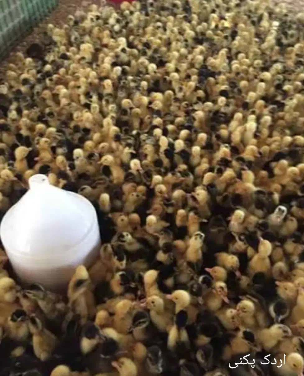 انواع جوجه طیور|حیوانات مزرعه|اصفهان, دنارت|دیوار