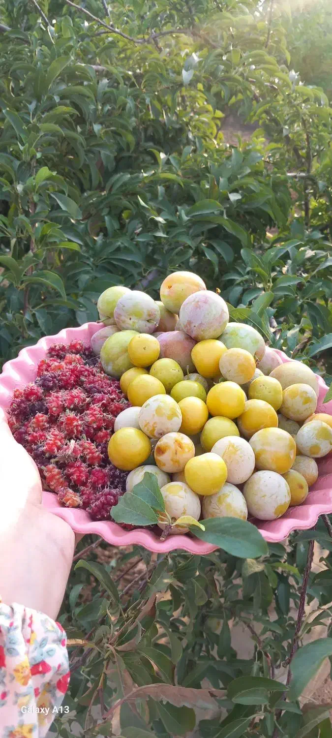 باغ شهری|فروش زمین و ملک کلنگی|شیراز, شهرک قمشه|دیوار