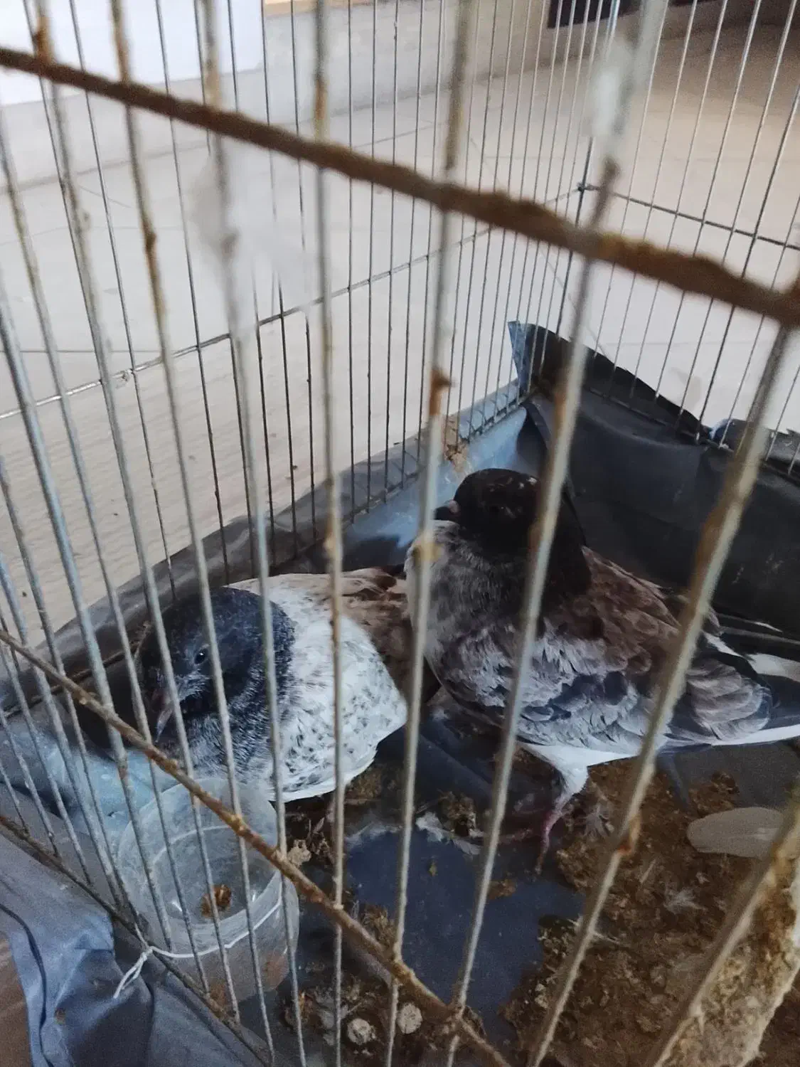 کبوتر|پرنده|شهر ری, دیلمان|دیوار