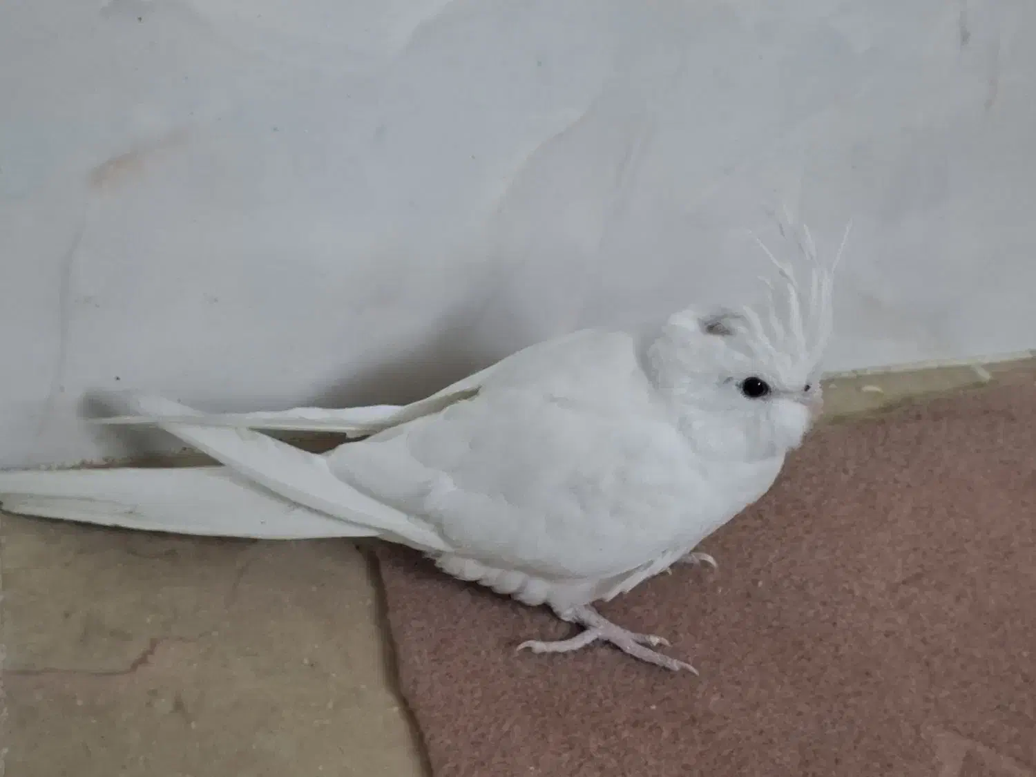 فورشی پرند|پرنده|بروجرد, |دیوار