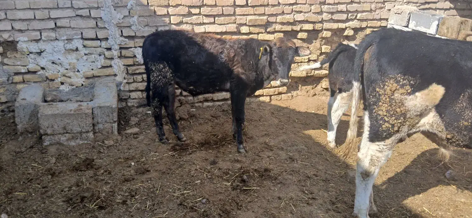 دوراس گوساله نر یکی اسراعیلی خالص یکیم  محلی|حیوانات مزرعه|زرقان, |دیوار