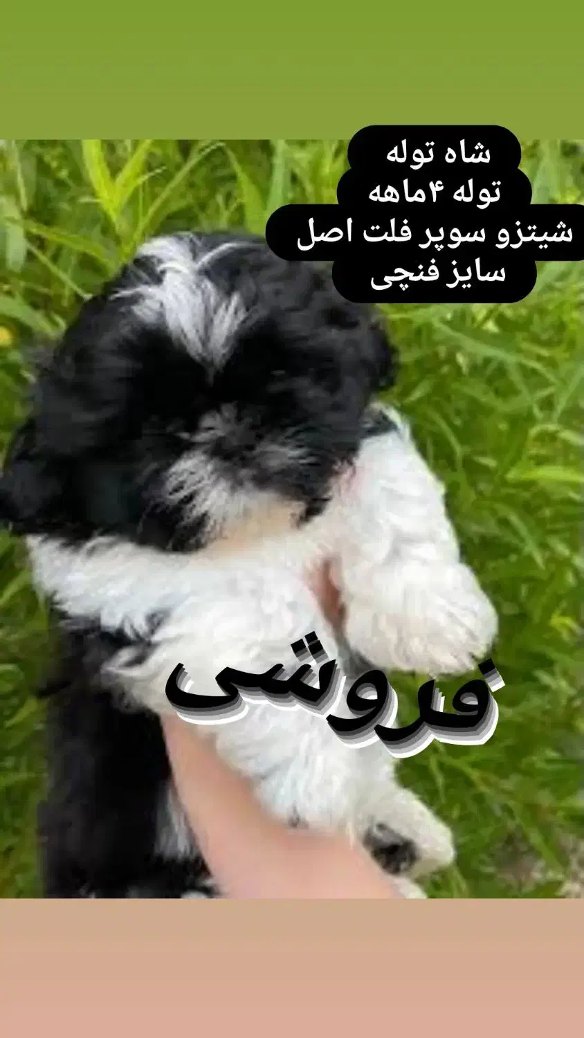 توله شیتزو سوپر فلت اصل|سگ|شاهدشهر, |دیوار