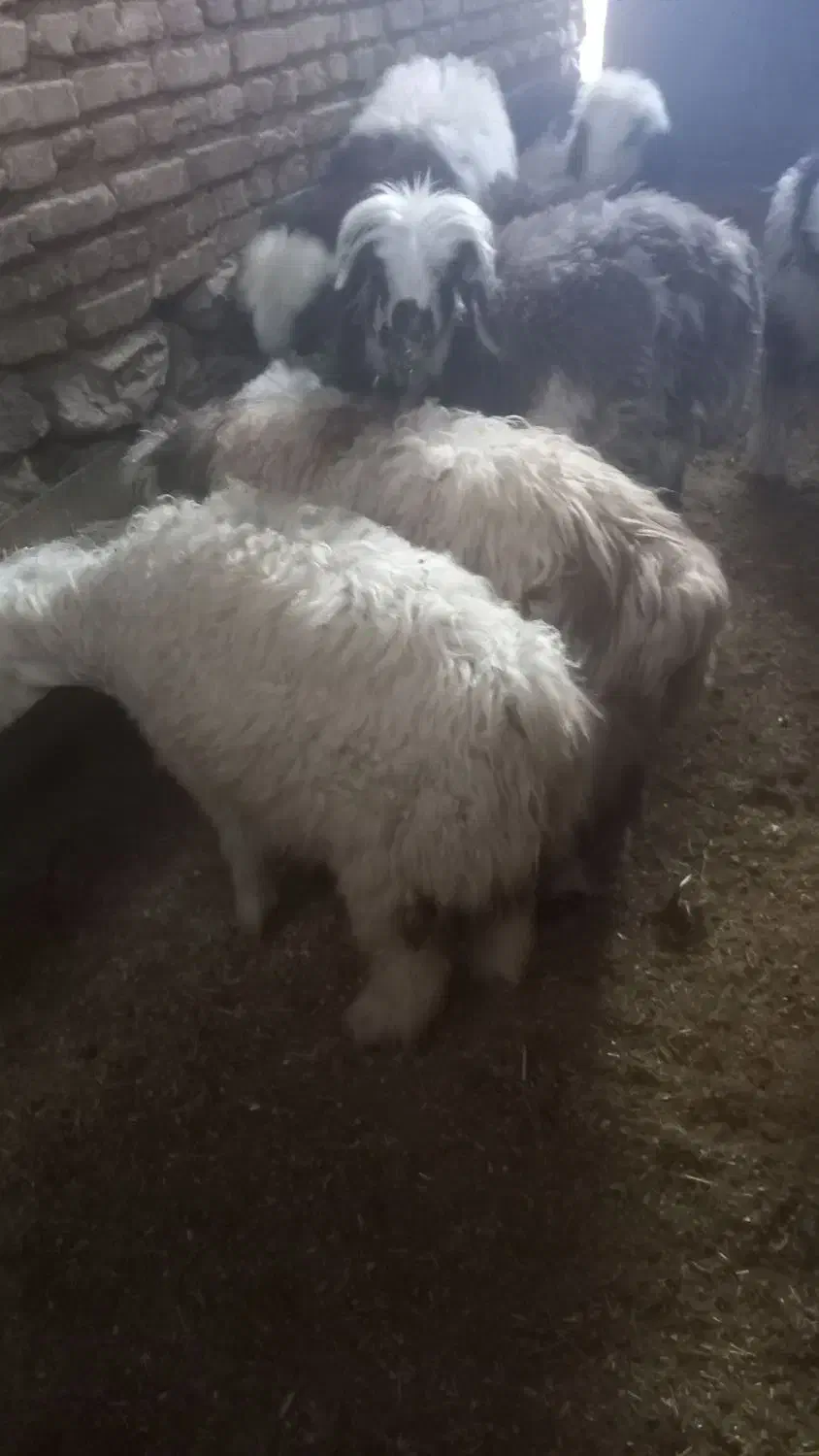 بره نروماده سبک|حیوانات مزرعه|نیر (یزد), |دیوار