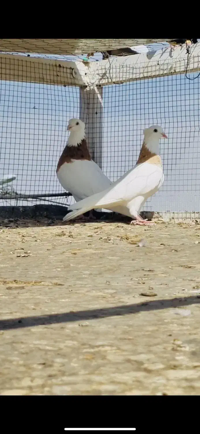 ماده طوقی همرنگ کبوتر کفتر|پرنده|مشهد, شهید احمدی روشن|دیوار