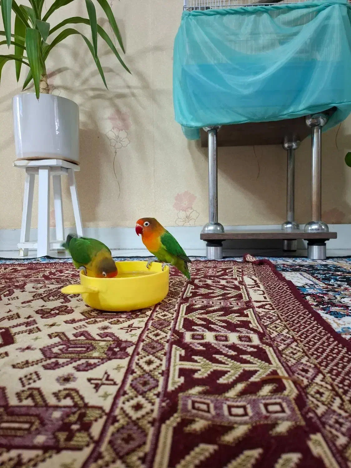 طوطی برزیلی|پرنده|ری, دیلمان|دیوار