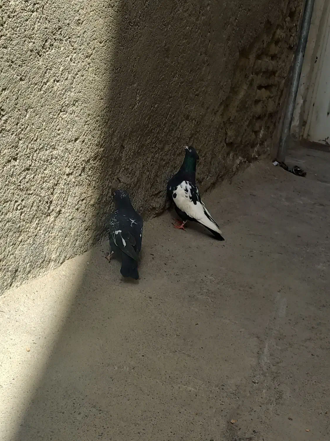 کبوتر|پرنده|مشهد, کارگران|دیوار