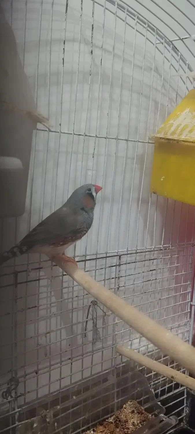 فنچ کینگ گیرنچیک|پرنده|میناب, |دیوار