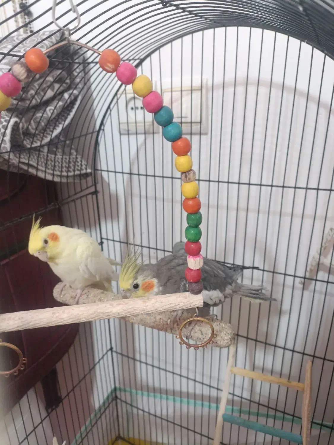 عروس هلندی بالغ|پرنده|نیشابور, بزرگمهر|دیوار