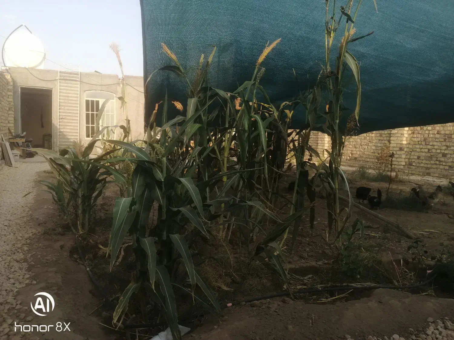 باغچه با شرایط|فروش زمین و ملک کلنگی|کاشان, آیت الله سعیدی|دیوار