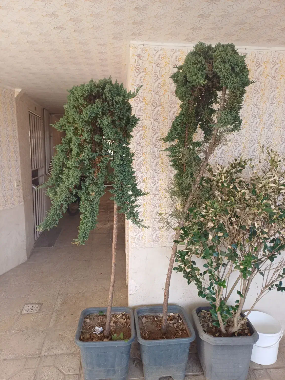 تعدادی درخت کاج|گل و گیاه طبیعی|ملایر, |دیوار