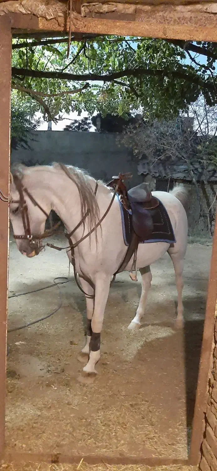 فروش مادیون|اسب و تجهیزات اسبسواری|ساوه, |دیوار
