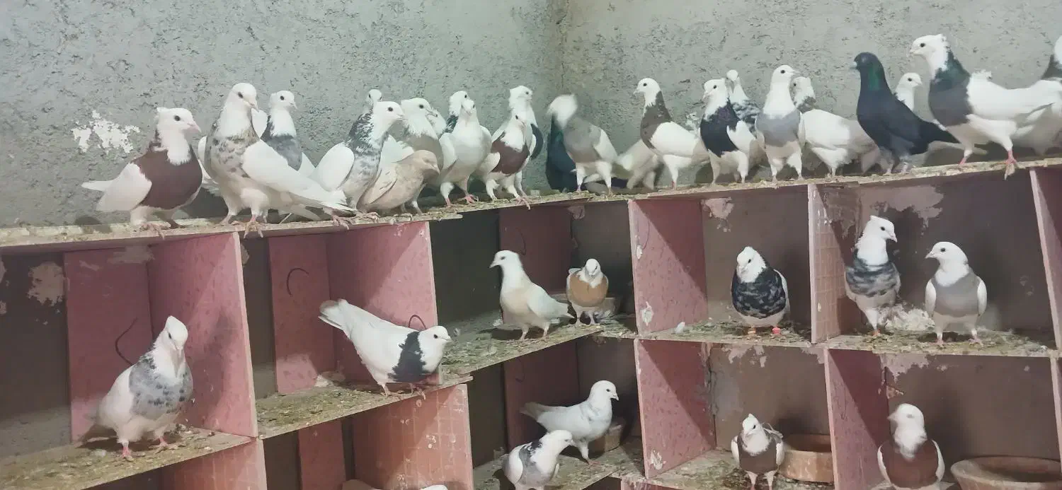 طوقی.یک جا|پرنده|لالجین, |دیوار