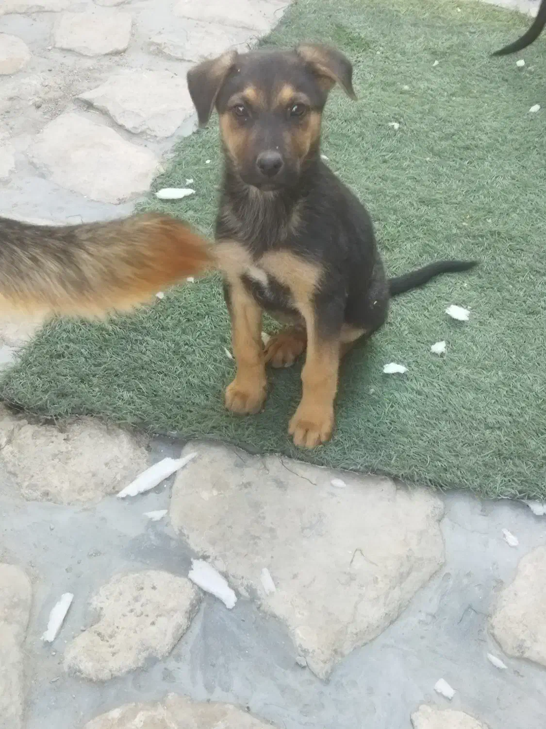 توله ژرمن اصیل|سگ|تهران, سوهانک|دیوار