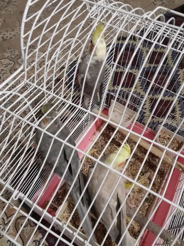 عروس هلندی|پرنده|مهاجران, |دیوار