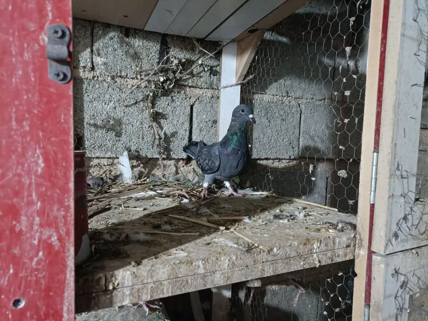 کبوتر کوهی|پرنده|شیراز, شهرک گلها|دیوار