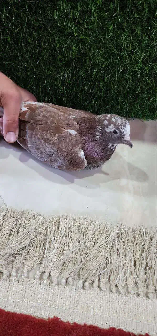 کوتر|پرنده|آمل, |دیوار