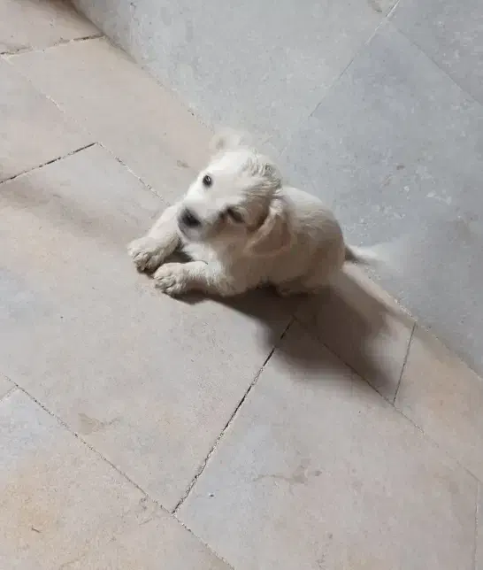 توله شیتزو|سگ|سبزوار, میدان بار|دیوار