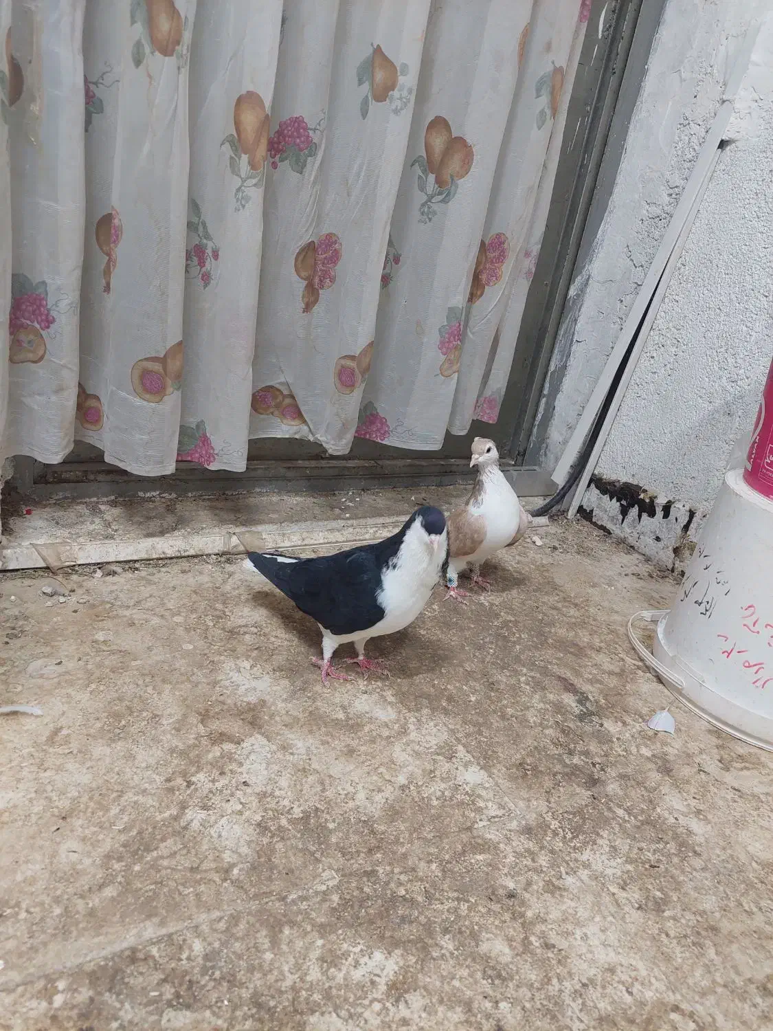 یک جفت کبوتر شیر زرد و شیر سیاه به ضمات تخم و جوجه|پرنده|نیشابور, شهرک اندیشه|دیوار