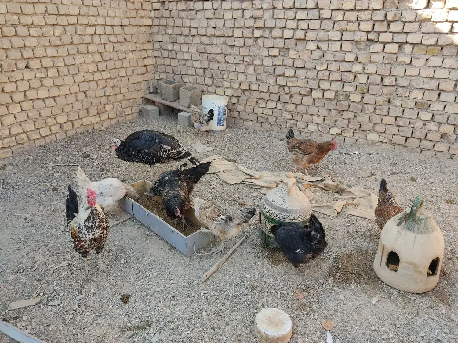 تعدادی مرغ تخم گذار|حیوانات مزرعه|شهرضا, |دیوار