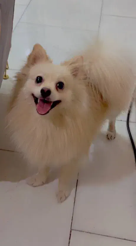 پانسیون سگ و گربه|خدمات پیشه و مهارت|تهران, خواجه نظام الملک|دیوار