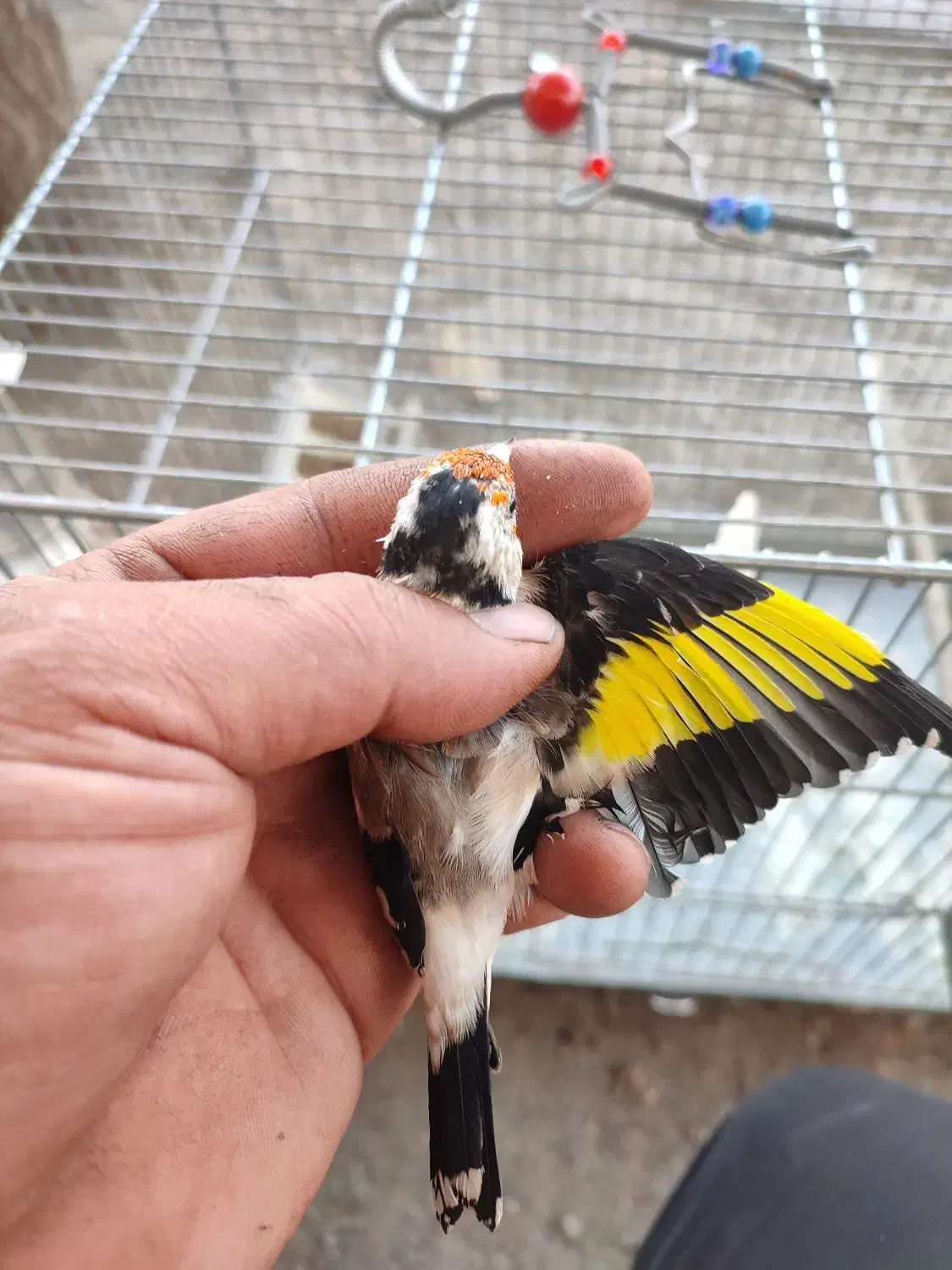 سهره جوجه قفس سال|پرنده|کرمانشاه, |دیوار