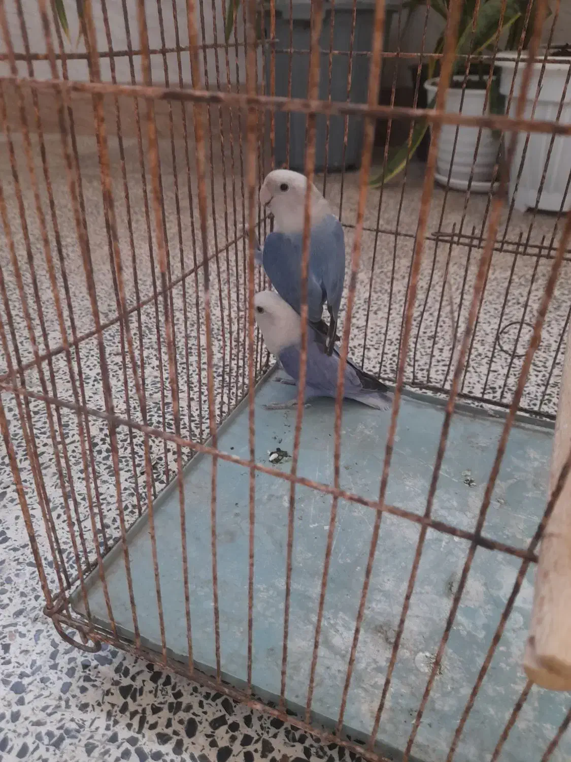 طوطی کوتوله|پرنده|بندرعباس, |دیوار